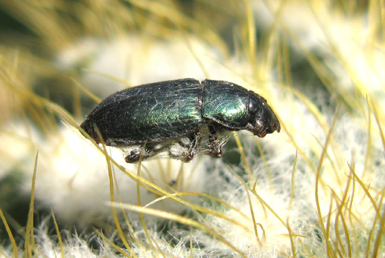 coleottero da identificre: Harpalus distinguendus